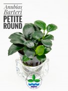 Anubias Barteri Petite Round